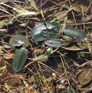 Ottelia ovalifolia at Jacka, ACT - 5 Aug 2021 01:52 PM