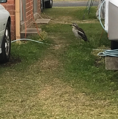 Burhinus grallarius (Bush Stone-curlew) at Evans Head, NSW - 10 Aug 2021 by AliClaw