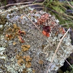 Parmeliaceae (family) (A lichen family) at Mount Jerrabomberra QP - 7 Aug 2021 by AnneG1