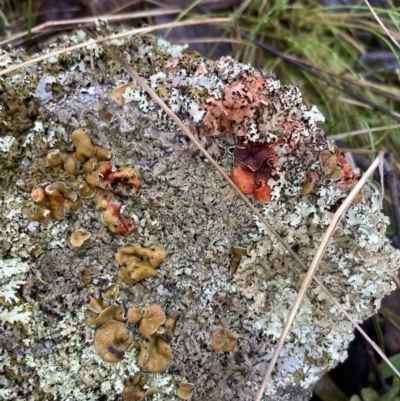 Parmeliaceae (family) (A lichen family) at Jerrabomberra, NSW - 7 Aug 2021 by AnneG1