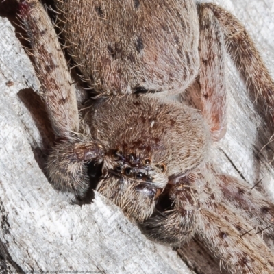 Isopeda sp. (genus) (Huntsman Spider) at Mulligans Flat - 10 Aug 2021 by Roger