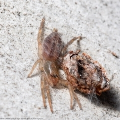 Clubiona sp. (genus) (Unidentified Stout Sac Spider) at Mulligans Flat - 10 Aug 2021 by Roger