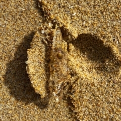 Unidentified Sea Shell / Sea Slug / Octopus (Mollusca) at Moruya, NSW - 7 Aug 2021 by Wandiyali