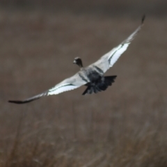 Chenonetta jubata (Australian Wood Duck) at Gundaroo, NSW - 10 Aug 2021 by Gunyijan