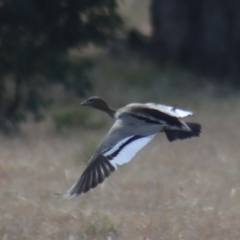 Chenonetta jubata at Gundaroo, NSW - 10 Aug 2021 12:29 PM