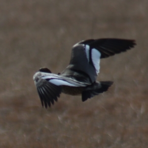 Chenonetta jubata at Gundaroo, NSW - 10 Aug 2021 12:29 PM