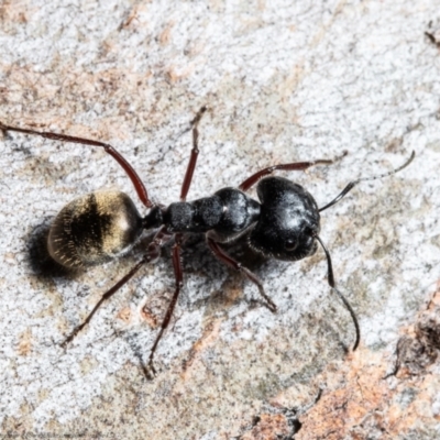 Camponotus suffusus (Golden-tailed sugar ant) at Jacka, ACT - 10 Aug 2021 by Roger