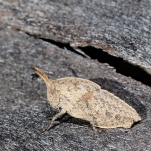 Goniaea sp. (genus) at Forde, ACT - 10 Aug 2021