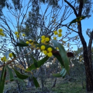 Acacia pycnantha at Symonston, ACT - 10 Aug 2021 04:46 PM