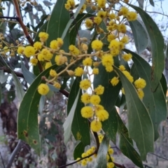 Acacia pycnantha at Symonston, ACT - 10 Aug 2021