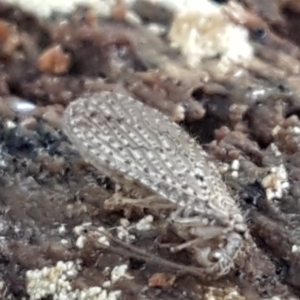 Hemerobiidae sp. (family) at Hall, ACT - 10 Aug 2021