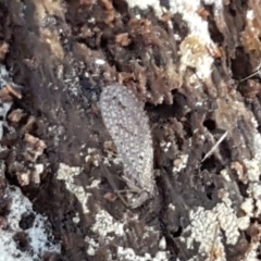 Hemerobiidae sp. (family) at Hall, ACT - 10 Aug 2021