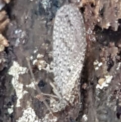 Hemerobiidae sp. (family) at Hall, ACT - 10 Aug 2021