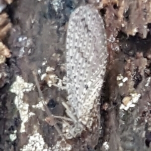 Hemerobiidae sp. (family) at Hall, ACT - 10 Aug 2021