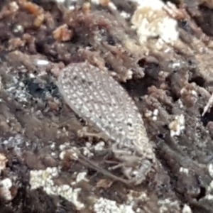 Hemerobiidae sp. (family) at Hall, ACT - 10 Aug 2021