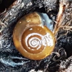 Oxychilus alliarius (Garlic Snail) at Hall, ACT - 10 Aug 2021 by trevorpreston