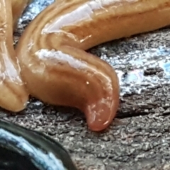 Fletchamia quinquelineata (Five-striped flatworm) at Hall, ACT - 10 Aug 2021 by trevorpreston