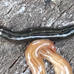 Parakontikia ventrolineata at Hall, ACT - 10 Aug 2021 04:17 PM