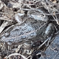Limnodynastes tasmaniensis (Spotted Grass Frog) at Hall Cemetery - 10 Aug 2021 by tpreston