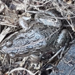 Limnodynastes tasmaniensis (Spotted Grass Frog) at Hall, ACT - 10 Aug 2021 by trevorpreston