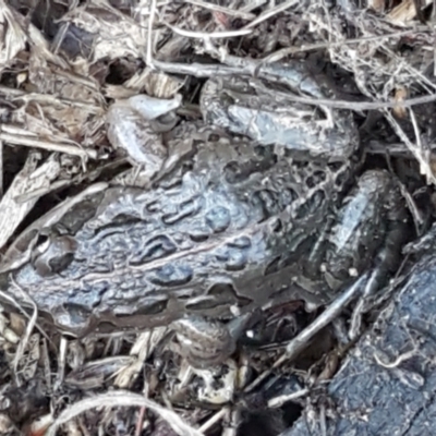 Limnodynastes tasmaniensis (Spotted Grass Frog) at Hall, ACT - 10 Aug 2021 by trevorpreston