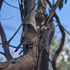 Colluricincla harmonica (Grey Shrikethrush) at Table Top, NSW - 10 Aug 2021 by Darcy