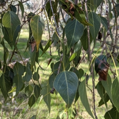 Brachychiton populneus (Kurrajong) at Table Top, NSW - 10 Aug 2021 by Darcy