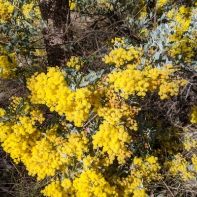 Acacia podalyriifolia (Queensland Silver Wattle) at Table Top, NSW - 10 Aug 2021 by Darcy