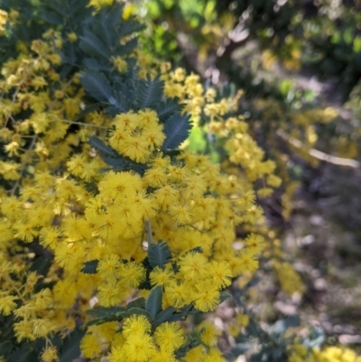 Acacia baileyana (Cootamundra Wattle, Golden Mimosa) at Table Top, NSW - 10 Aug 2021 by Darcy