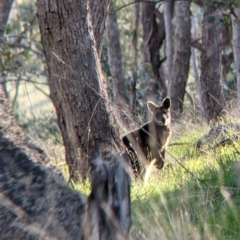 Wallabia bicolor (Swamp Wallaby) at Table Top, NSW - 10 Aug 2021 by Darcy