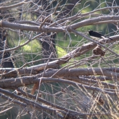 Rhipidura leucophrys (Willie Wagtail) at Table Top, NSW - 10 Aug 2021 by Darcy