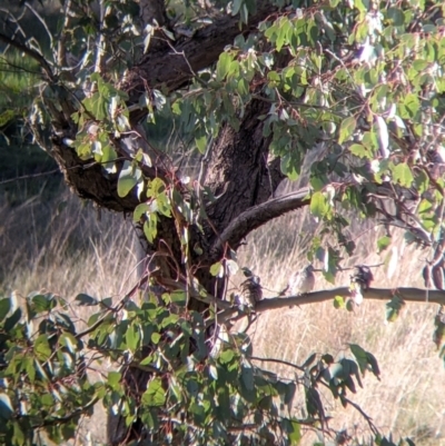 Geopelia placida (Peaceful Dove) at Table Top, NSW - 10 Aug 2021 by Darcy