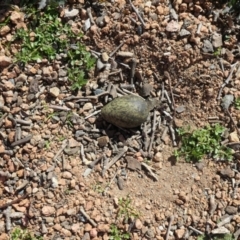 Vanellus miles at Nicholls, ACT - 10 Aug 2021 01:08 PM