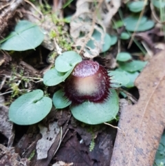 Corysanthes hispida (Bristly Helmet Orchid) at Paddys River, ACT - 2 May 2021 by Detritivore