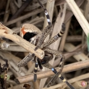 Neosparassus calligaster at Murrumbateman, NSW - 8 Aug 2021