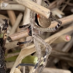 Neosparassus calligaster at Murrumbateman, NSW - 8 Aug 2021