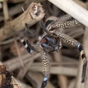 Neosparassus calligaster at Murrumbateman, NSW - 8 Aug 2021