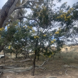 Acacia dealbata at Maffra, NSW - 5 Aug 2021