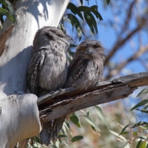 Podargus strigoides at Acton, ACT - 6 Aug 2021