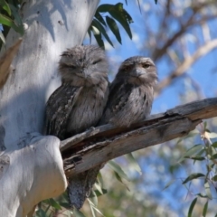 Podargus strigoides at Acton, ACT - 6 Aug 2021