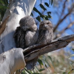 Podargus strigoides at Acton, ACT - 6 Aug 2021