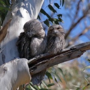 Podargus strigoides at Acton, ACT - 6 Aug 2021