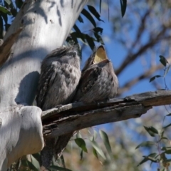 Podargus strigoides at Acton, ACT - 6 Aug 2021