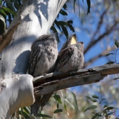 Podargus strigoides at Acton, ACT - suppressed