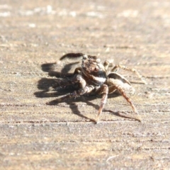 Jotus auripes at Yass River, NSW - 10 Aug 2021