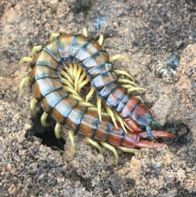 Cormocephalus aurantiipes (Orange-legged Centipede) at Aranda Bushland - 10 Aug 2021 by Ned_Johnston