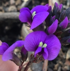 Hardenbergia violacea (False Sarsaparilla) at Holt, ACT - 10 Aug 2021 by Ned_Johnston