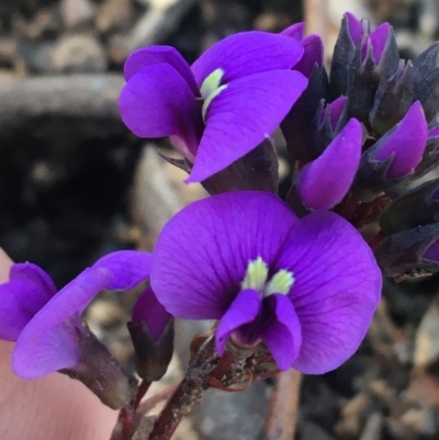 Hardenbergia violacea (False Sarsaparilla) at Holt, ACT - 10 Aug 2021 by NedJohnston