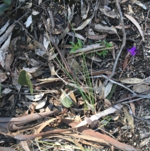 Hardenbergia violacea at Holt, ACT - 10 Aug 2021