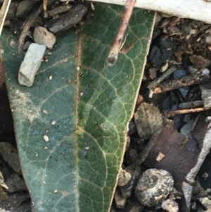 Hardenbergia violacea at Holt, ACT - 10 Aug 2021